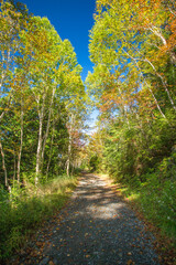紅葉が始まった森林の道(縦)