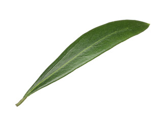 Fototapeta premium Fresh green olive leaf isolated on white