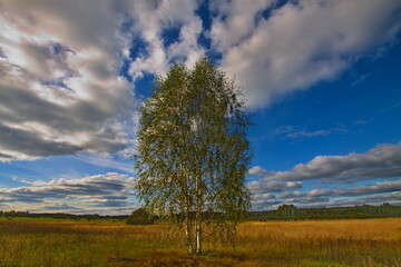 Lonely tree in an autumn field