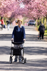 Fototapeta na wymiar Seniorin, 86 Jahre alt, geht mit Rollator im Park spazieren, im Frühling zur Zeit der Kirschblüte