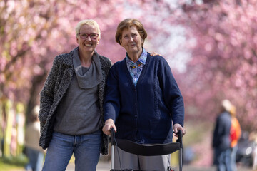 Seniorin mit Rollator geht mit ihrer Tochter im Park spazieren, im Frühling zur Kirschblüte, 