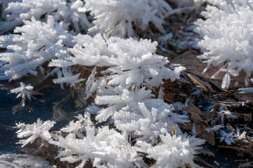 Frost close-up on grass and ground. Macro photography.