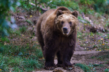Fototapeta na wymiar Kamchatka brown bear in the forest, Ursus arctos beringianus