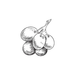 Hand drawn grape berries, engraving sketch style vector illustration isolated.