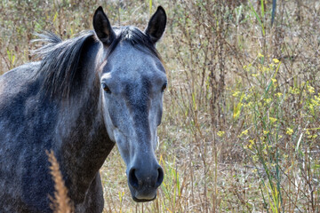 Fototapeta premium Cheval Camarguais