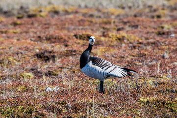 Barnacle Goose (Branta leucopsis) at colony in Barents Sea coastal area, Russia
