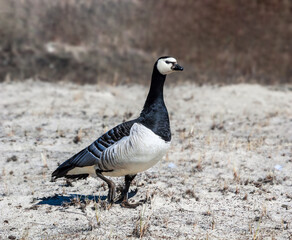 Barnacle Goose (Branta leucopsis) at colony in Barents Sea coastal area, Russia