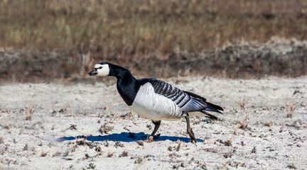 Barnacle Goose (Branta leucopsis) at colony in Barents Sea coastal area, Russia