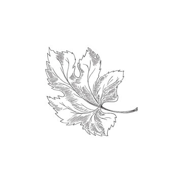 Hand drawn monochrome leaf of grape vine sketch vector illustration isolated.