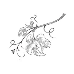 Monochrome branch of grape vine engraving vector illustration isolated. - obrazy, fototapety, plakaty