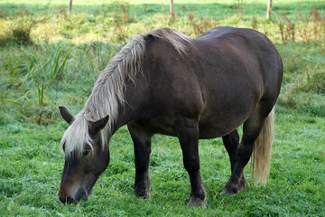 Comtois auf der Weide