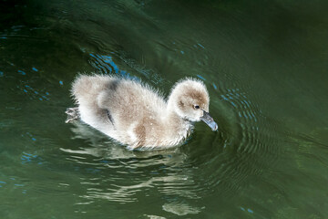 Black Swan (Cygnus atratus) cygnet in park