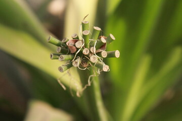 close up of a flower of a plant