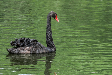 Black Swan (Cygnus atratus) in park