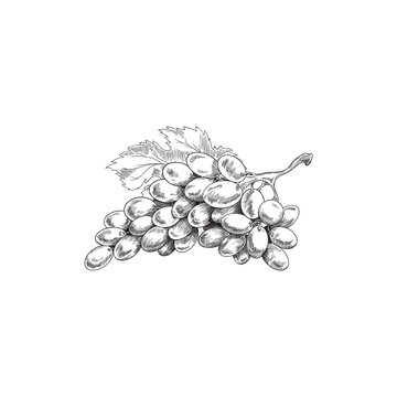 recommend clip art: Bunch of grapes with leaf in engraved sketch style - vector illustration isolated on white background.
