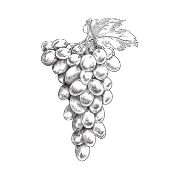 Bunch of fresh ripe grapes in hand drawn sketch vector illustration isolated.