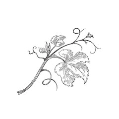 Branch of grape vine with leaves hand drawn sketch vector illustration isolated. © sabelskaya