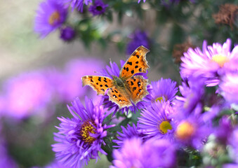 The Comma or Polygonia c-album butterfly on Japanese aster (Kalimeris incisa)