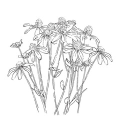 false sunflower bush hand drawn sketch on white background, garden botanical vector illustration, tiny flowers scattered - 460789148