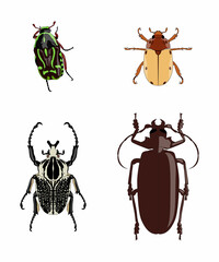 set of beetle illustration
