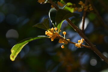 Fragrant orange-colored olive flowers. Oleaceae evergreen tree. The flowering season is from September to October with a sweet scent. 