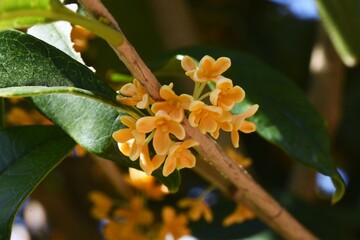 Fragrant orange-colored olive flowers. Oleaceae evergreen tree. The flowering season is from September to October with a sweet scent. 