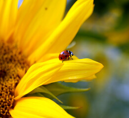 coccinelle posée