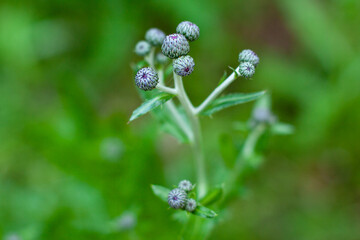 Close up of summer greens and purple flowers on blurred background. Nature eco bloom concept with copy space as a backdrop. Floral for your project. Wildlife organic and travel concept