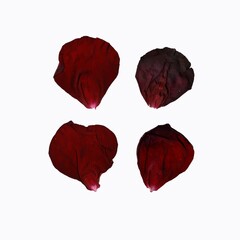 set of realistic rose petals on isolated white background, vector red rose petals