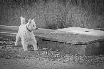 Black and white photo of an adorable dog for a postcard, dog theme and doggy pet concept.