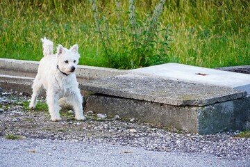 Picture of cute furry white dog standing and staring at something outdoors alone.