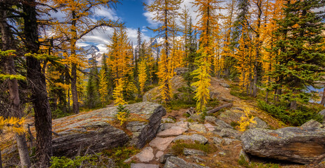 Scenic Hiking Trail in the woods with Yellow Larches Trees and Canadian Rocky Mountains in Background. Sunny Fall Day. Located in Lake O'Hara, Yoho National Park, British Columbia, Canada.