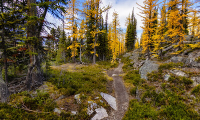 Fototapeta na wymiar Scenic Hiking Trail in the woods with Yellow Larches Trees and Canadian Rocky Mountains in Background. Sunny Fall Day. Located in Lake O'Hara, Yoho National Park, British Columbia, Canada.