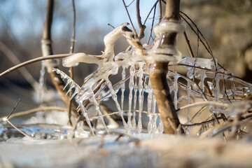Magical beautiful white icicles that covered branches of plant on the cold sunny day. 