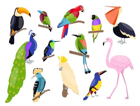 Tropical exotic birds. Bright color parrots, polynesian fauna, pink flamingo, toucan and peacock sitting on branch, summer wildlife and zoo isolated graphic elements, vector cartoon set
