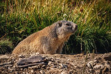 Marmotte