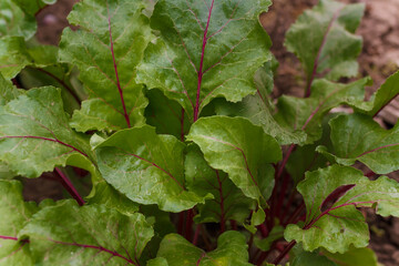 Beetroot tops growing in soil. Soft focused closeup shot of beet leaves. Seasonal farm harvest, fresh organic vegetables, healthy vegetarian food.