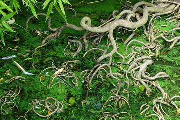 Obraz premium roots in the water and green leaves