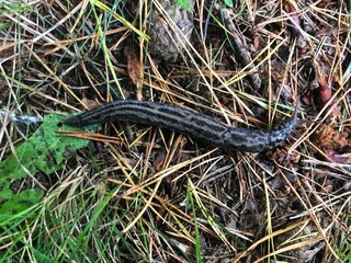 Gro&szlig;er Tigerschnegel auf Waldboden