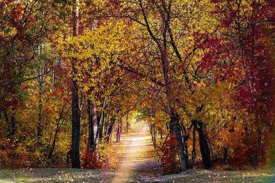 Natural landscape golden autumn in the forest, path with fallen leaves, horizontal photography