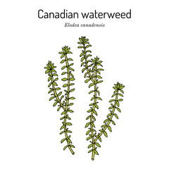 American or Canadian waterweed Elodea canadensis , aquatic plant