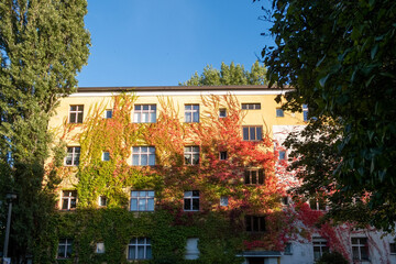 Fototapeta na wymiar Autumn foliage in Berlin