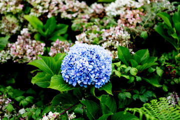 Close up of a bkye hydrangea flower