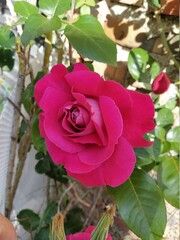 Rosa rosa