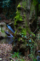 gnarled tree with moss on top of bark with ground covered figaro catalonia, spainby dry leaves and waterfall in the background,
