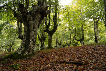 autumn forest with leaves on the ground