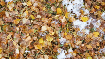 autumn background fallen orange yellow leaves dampness the first snow 