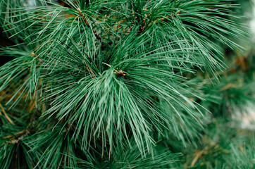 Close up photo of green pine needle. Blurry pine needles in the background