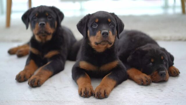 rottweiler puppies resting on floor at home