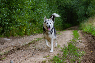 A husky dog happily runs along a rural road with his tongue on his side.